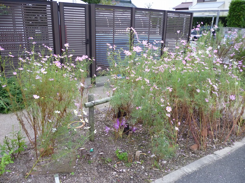 老人ホーム　家庭菜園　花壇