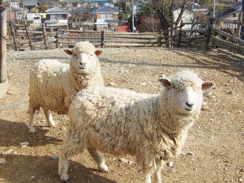 老人ホーム動物飼育