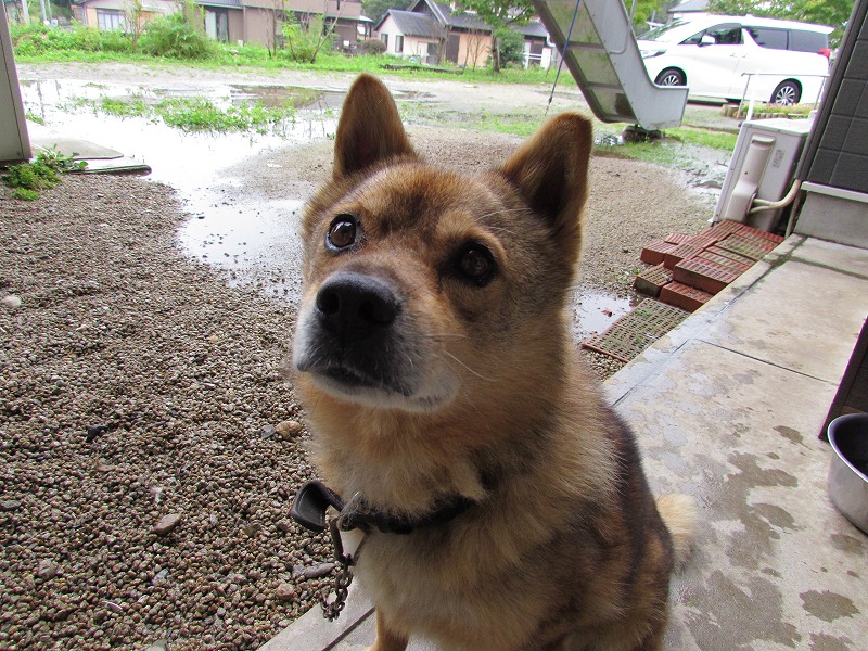 老人ホーム施設飼育犬